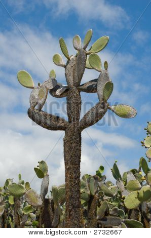 Opuntia kaktus, Galapagos øerne, Ecuador