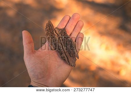 A Pice Of Bark From A Tree Infected With A Bark Beetle In Hand For Scale.