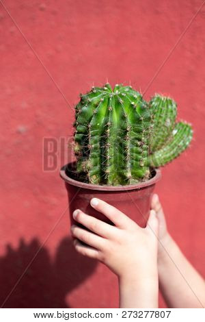 Living Coral 2019. Background With Cactus. Living Coral. Color Of The Year 2019.