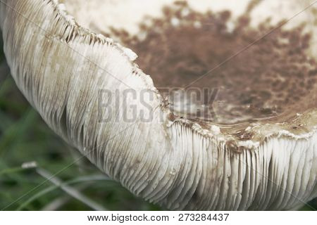 Big Mushroom A Toadstool Against The Background Of A Grass A Natural Background