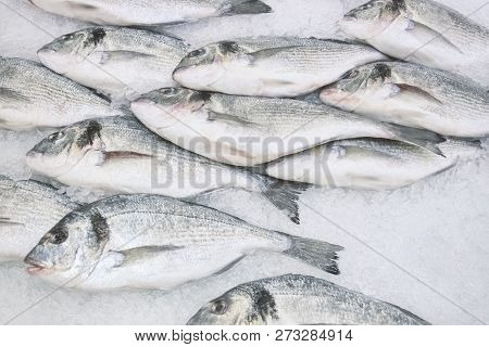 A Lot Of Fish The Gilthead Lies On Ice On A Counter In Shop