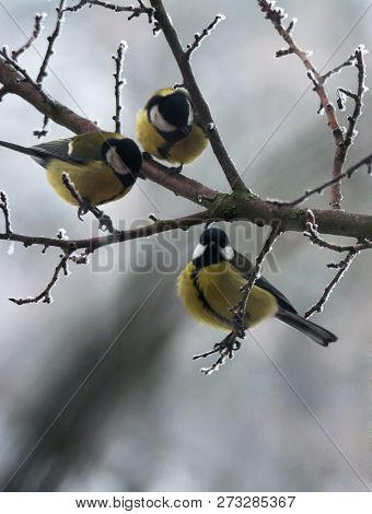 Tomtits On The Branch In Winter, Extreme Close Up