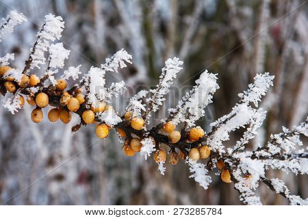 Frosty Sea Buckthorn Branch Under Snow, Close Up