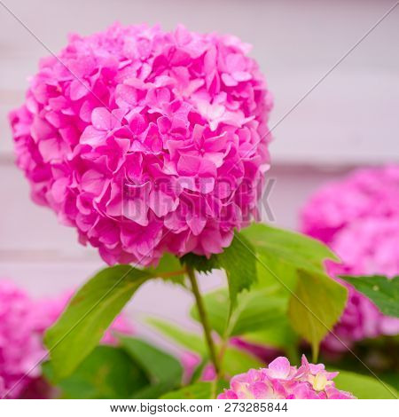 A Very Free Bloomer. Showy Flowers In Summer. Pink Hydrangea In Full Bloom. Blossoming Flowers In Su
