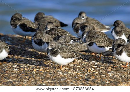 Turnstones In Winter At Lepe Beach, Uk South Coast