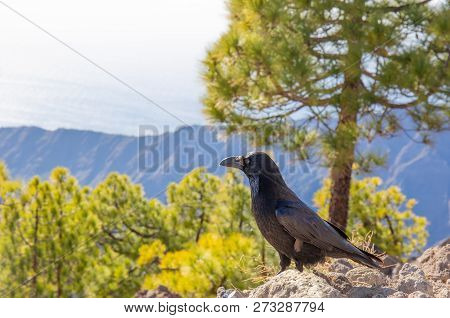 Curious Black Crow In Front Of A Mountain Scenery