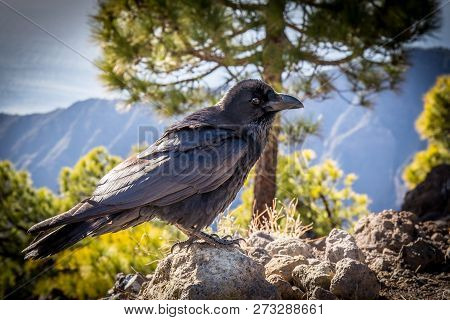 Curious Black Crow In Front Of A Mountain Scenery