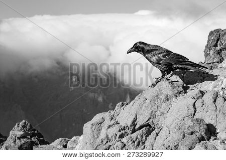Curious Black Crow In Front Of A Mountain Scenery