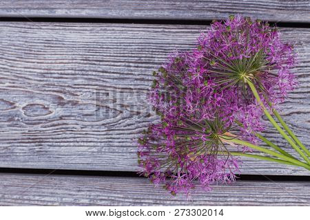Allium Flowers On Vintage Wooden Background. Blooming Alium Flowers With Copy Space. Holiday Greetin