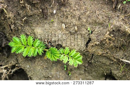Background With Young Leaves Silverweed, Potentilla Anserina After Rain.