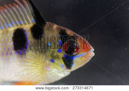 Head Of A Ram Chilid (mikrogeophagus Ramirezi) With A Dark Background.