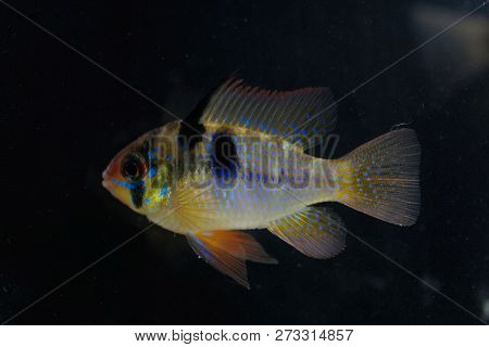Ram Chilid (mikrogeophagus Ramirezi)