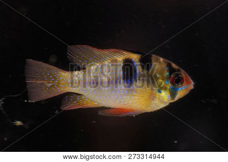 Ram Chilid (mikrogeophagus Ramirezi)