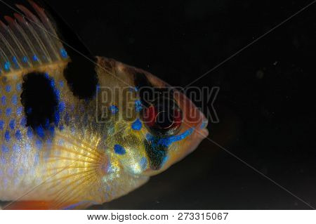 Head Of A Ram Chilid (mikrogeophagus Ramirezi) With A Dark Background.