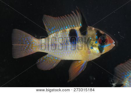 Ram Chilid (mikrogeophagus Ramirezi)