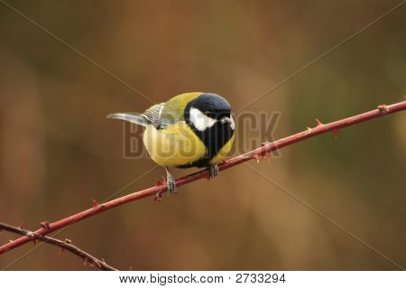 Parus Major