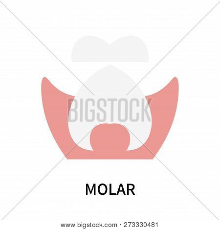 Molar Icon Isolated On White Background. Molar Icon Simple Sign. Molar Icon Trendy And Modern Symbol