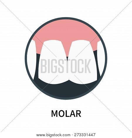 Molar Icon Isolated On White Background. Molar Icon Simple Sign. Molar Icon Trendy And Modern Symbol