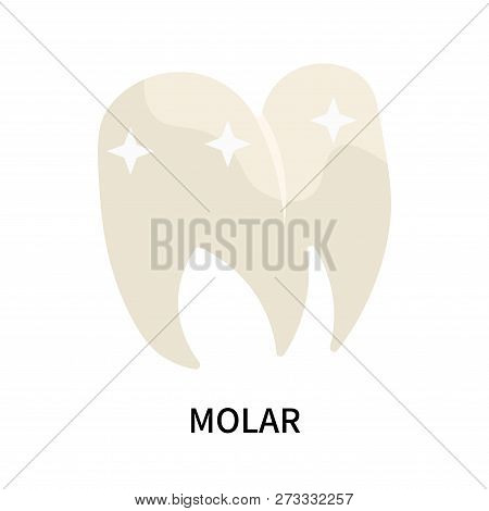 Molar Icon Isolated On White Background. Molar Icon Simple Sign. Molar Icon Trendy And Modern Symbol