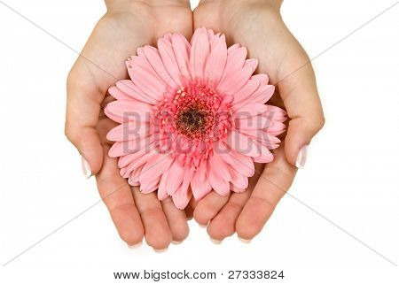Mani curate tenendo una gerbera daisy
