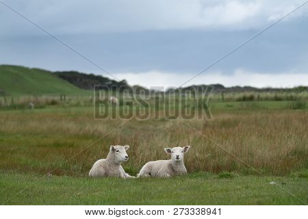 Two New Lambs On Farm In New Zealand