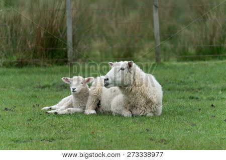 Sheep And New Lambs On Farm In New Zealand