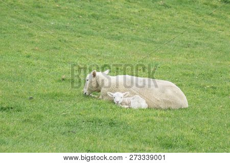 Sheep And New Lambs On Farm In New Zealand