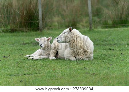 Sheep And New Lambs On Farm In New Zealand