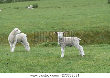 Sheep And New Lambs On Farm In New Zealand