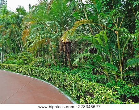 Beautiful Palm Trees In Shenzhen City, China