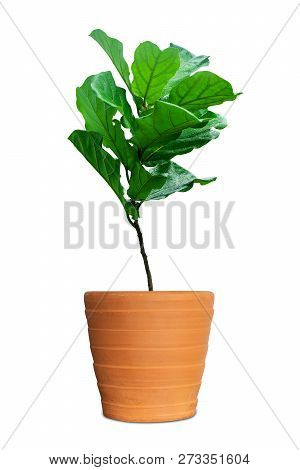 Potted Ficus Larata Or Fiddle Leaf Fig Tree Isolated On White Background.