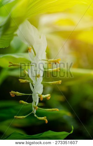 Globba Or White Dragon Flower (globba Winitii C.h. Wright) (smithatris Supraneanae W.j.kress & K.lar