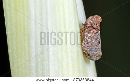 Macro Photography Of Planthopper On Flower Bud Isolated On Background
