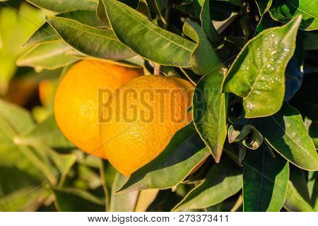 Close-up Of Oranges Hanging From A Tree