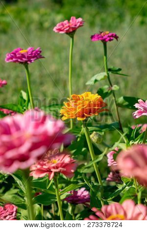 Many different blooming zinia flowers in the garden on a sunny summer day. Natural background