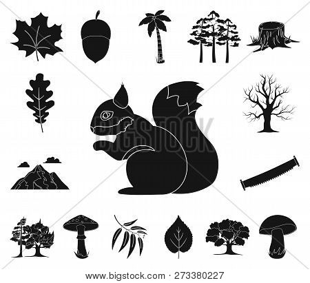 Forest And Nature Black Icons In Set Collection For Design. Forest Life Vector Symbol Stock Web Illu