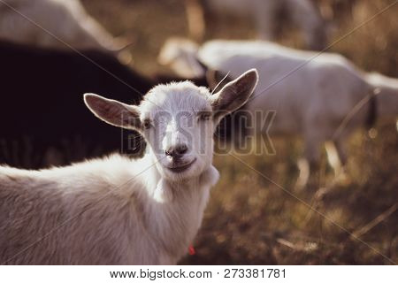 Cute Goat Grazing On  Grass Outdoors Big Goat Farm.