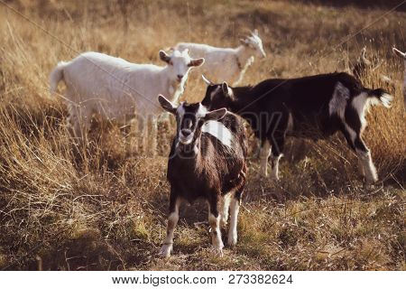 Little Goats Grazing In The Meadow.  Big Goat Farm.