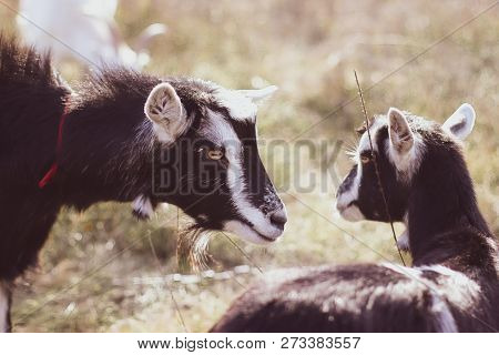 Two Goats Stare At Each Other. Close-up. Big Goat Farm.