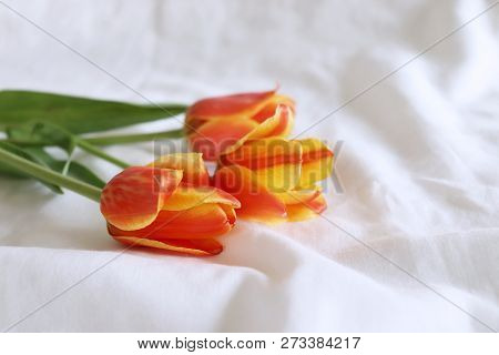 Styled stock photo. Spring feminine scene, floral composition Beautiful  tulips on white background. Flat lay, top view.Empty space for your text.