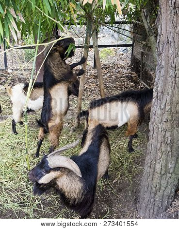Mountain Goat Is Standind On Its Hind Legs. Goatsaround Are Feeding Greens