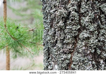 The Trunk Of An Old Moss-covered Pine Tree, A Natural Background
