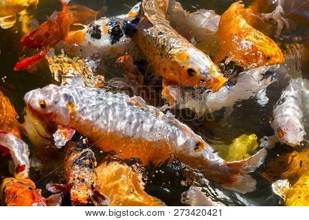 Colorful Koi Carps Close-up In The Black Dragon Pond In Lijiang, China