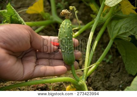 A Girls Hand Holding, Showing A Small Cucumber ( Cucumis Sativus ) From A Plant With Leaves And Cree