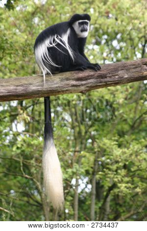 Guereza