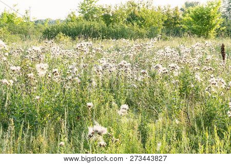 Flowers Saw-wort-serratula Coronata-after Flowering. Fluff On The Flowers Serratula Coronata