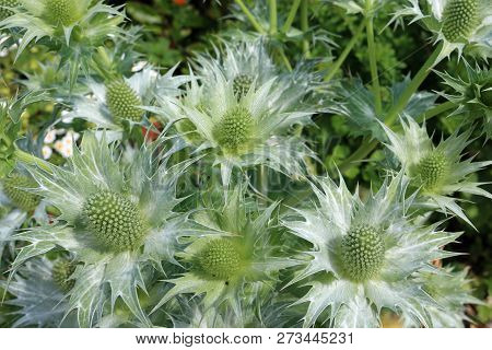 Ornamental Sea Holly (eryngium Species) In Flower With Silver Grey Foliage Viewed From Above.
