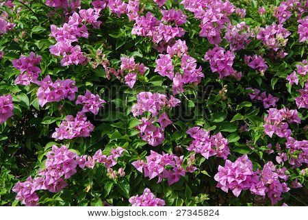 Bouganvilla 百花盛开