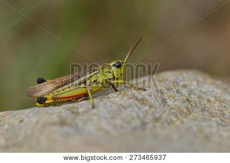 Large Marsh Grasshopper In Sweden On A Stone.