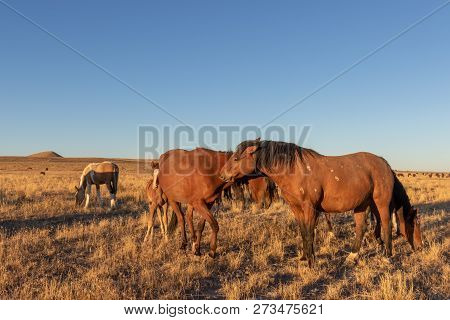 A Herd Of Wild Horses In The Utah Desert
